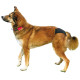 Trixie Protective Pants - трусы