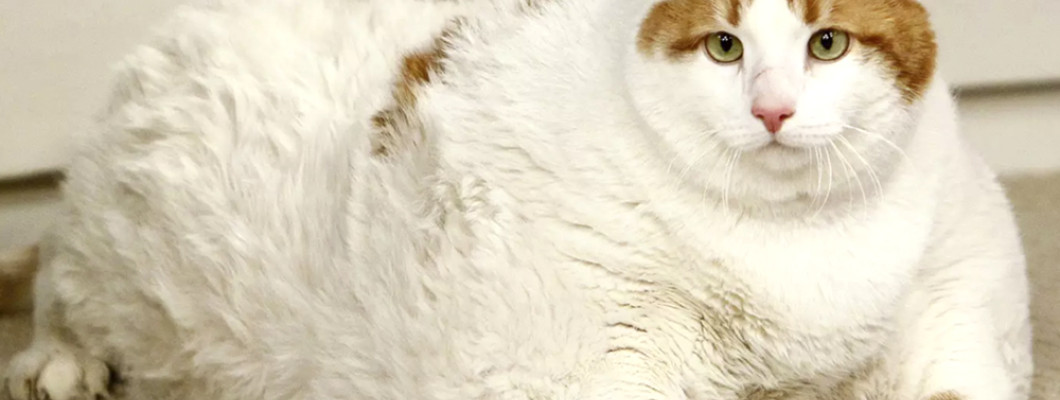 Ожирение у кота - что делать?