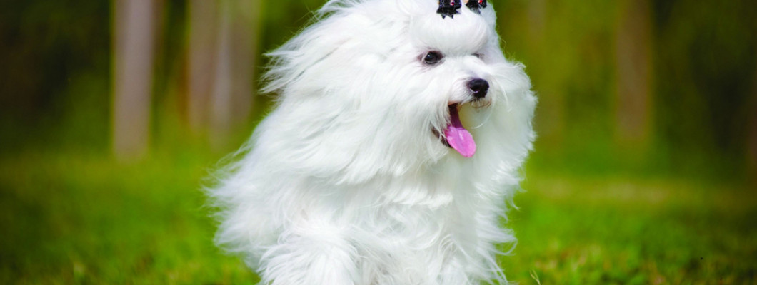 Шампунь для белых собак: как сохранить белую шерсть живой, чистой и сияющей