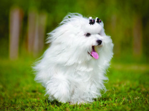 Шампунь для белых собак: как сохранить белую шерсть живой, чистой и сияющей