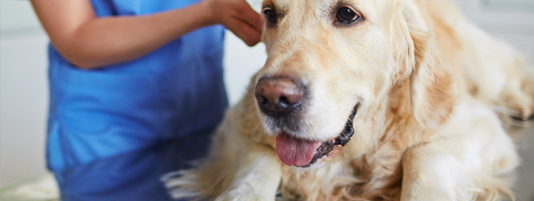 Болят суставы у собаки: причины возникновения артрита и лечение болезни