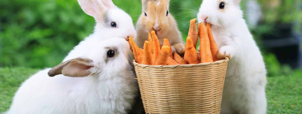 Чем кормить декоративного кролика?