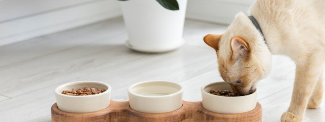 Почему кот не ест из миски: разгадываем кошачьи тайны