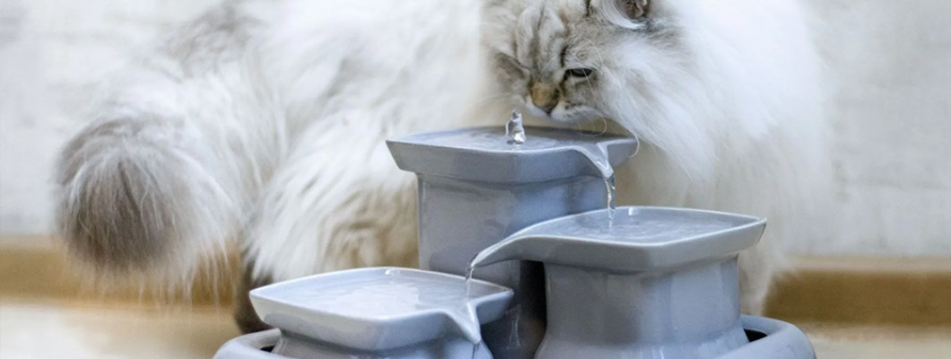 Почему кот не пьет воду из миски и что с этим делать?