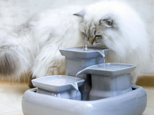 Почему кот не пьет воду из миски и что с этим делать?