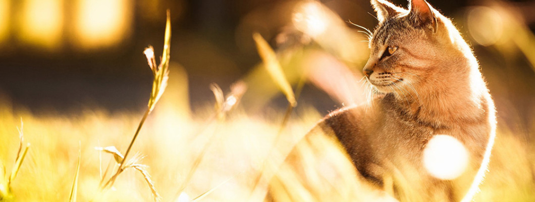 Чем кормить стерилизованного кота: заботимся о животном правильно