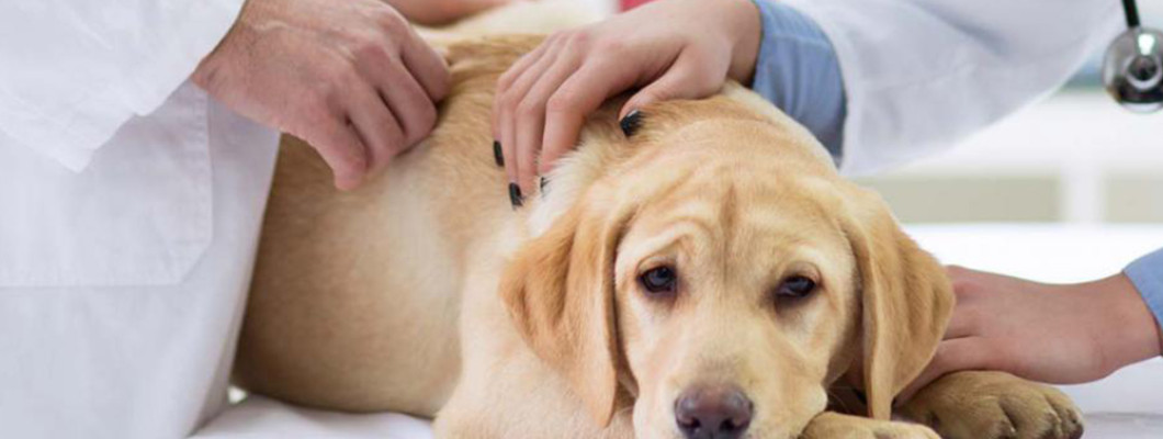 Дирофиляриоз у собак: удар в самое сердце