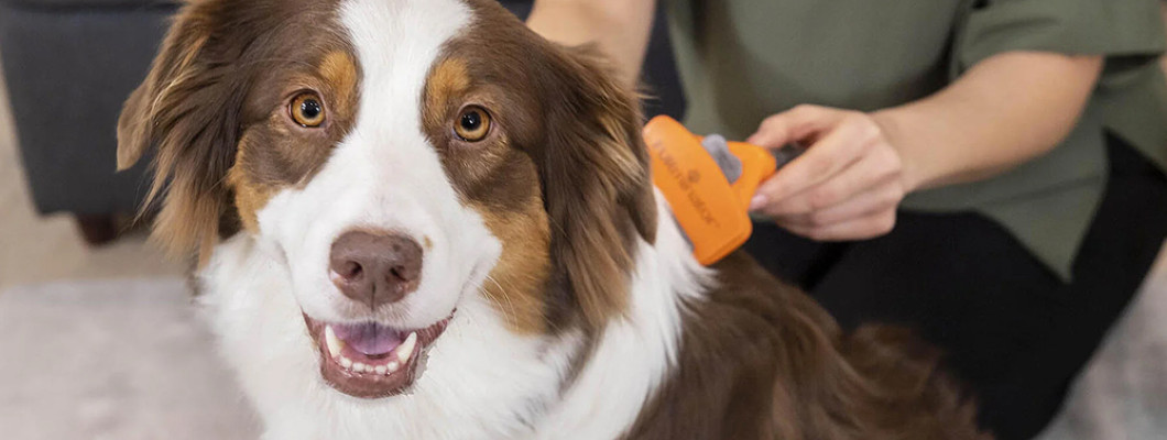 Фурминатор для собак: для чего нужен, как выбрать и как правильно пользоваться