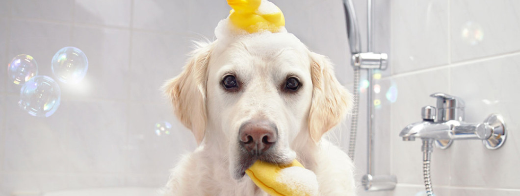 Гигиена собаки от лап до ушей: средства, которые действительно нужны