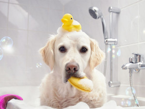 Гигиена собаки от лап до ушей: средства, которые действительно нужны