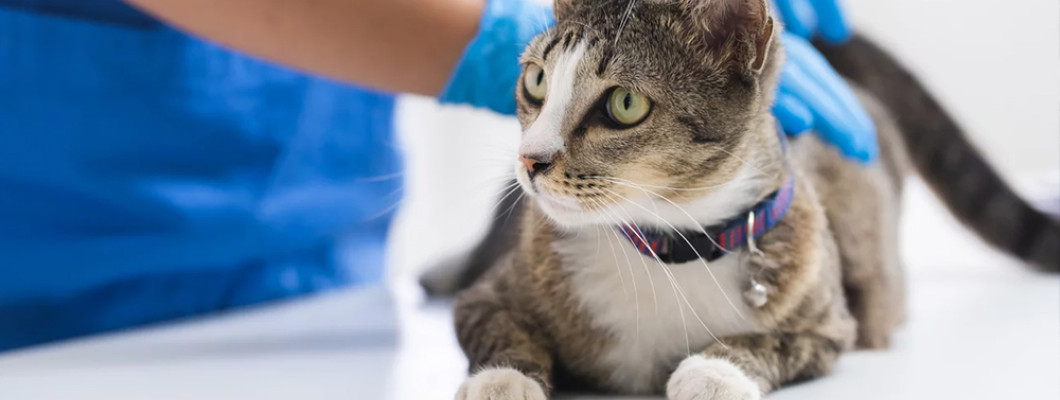 Ознаки глистової інвазії у котів: як зрозуміти, що настав час діяти?