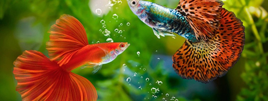 Аквариум для гуппи: как ухаживать за лучшей рыбкой для новичков