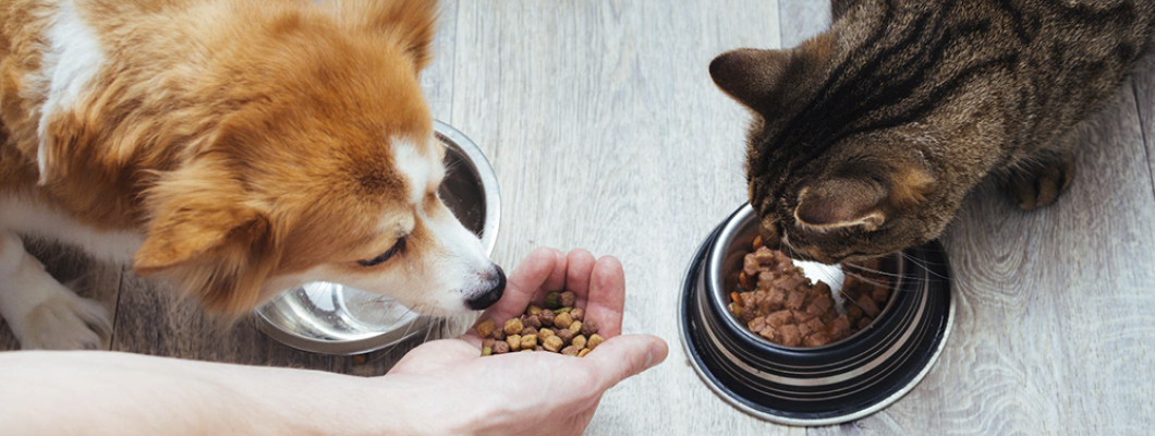 Что такое корм холистик для собак и кошек?