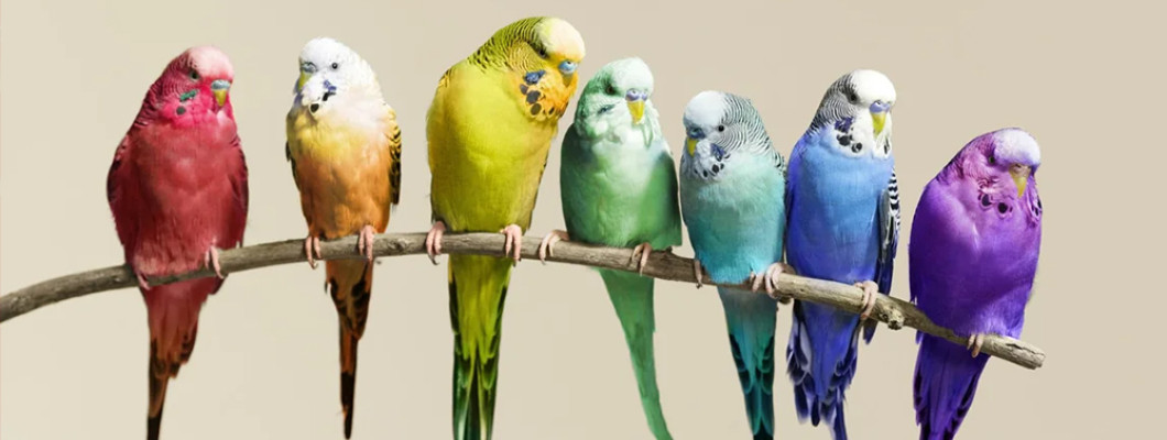 Уход за волнистым попугаем: как создать счастливую жизнь для пернатого друга