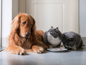 Гипоаллергенный корм для питомцев: когда нужен и как выбрать правильно