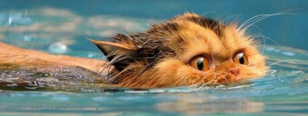 Как искупать кота и остаться в живых