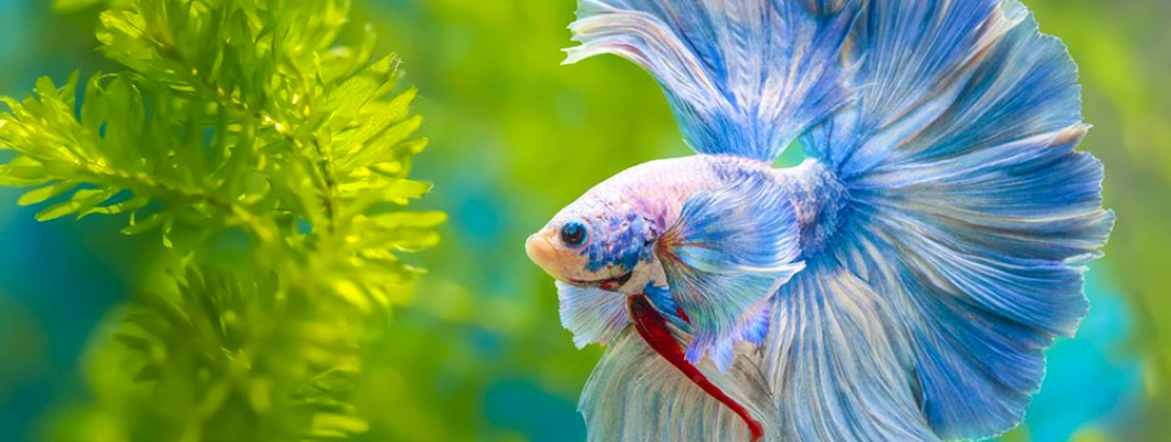 Как запустить новый аквариум: все, что необходимо знать новичку