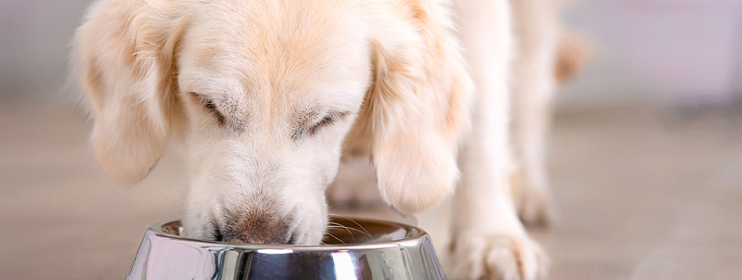 Як вибрати сухий корм для собак: 5 простих правил