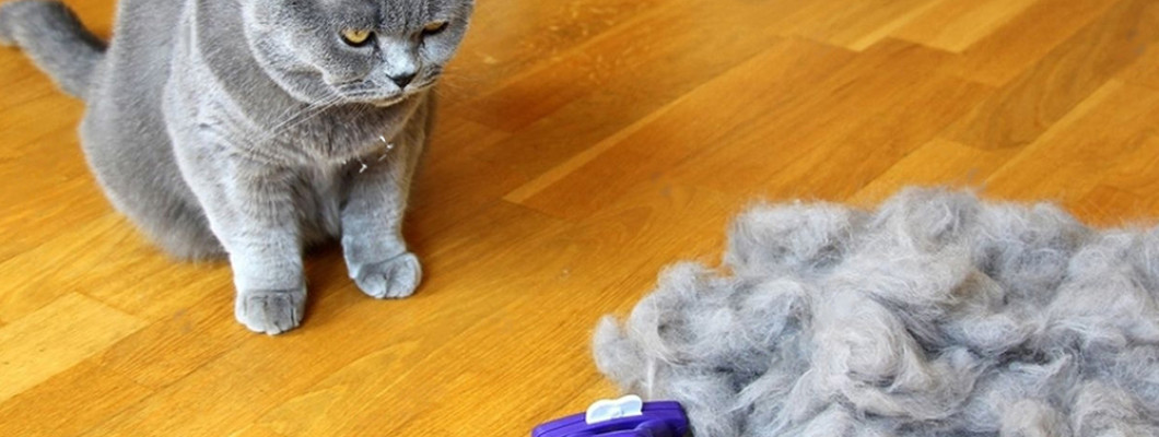 Если кот линяет — что делать: сезонные тайны кошачьей шерсти