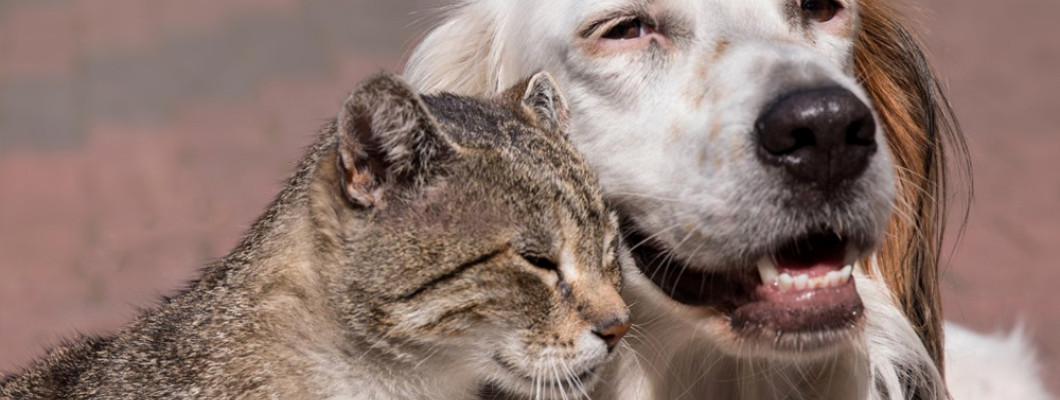 Літній вихованець: як доглядати за старим собакою або котом