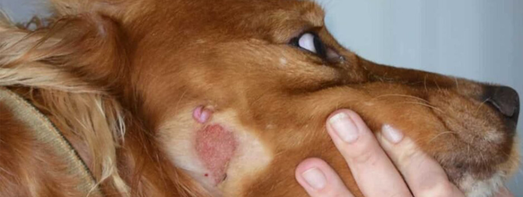 Лишай у собак: как распознать и вылечить в домашних условиях
