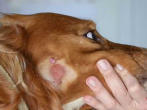 Лишай у собак: как распознать и вылечить в домашних условиях