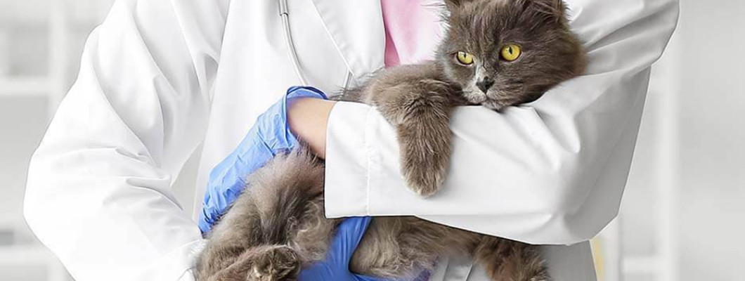 Мочекаменная болезнь у котов: как помочь своему любимцу