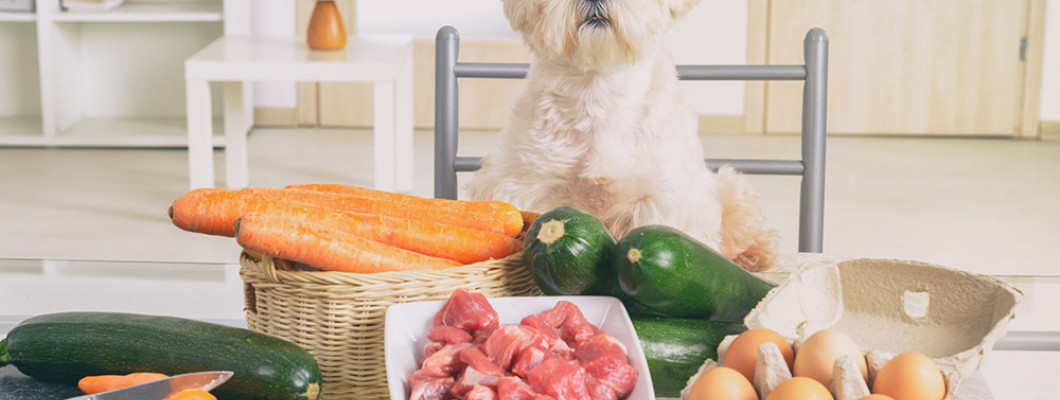 Что выбрать: сухой корм или натуральная пища для собак?