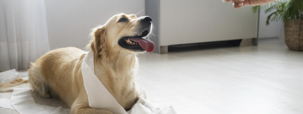 Недержание мочи у собак: причины, симптомы и способы лечения