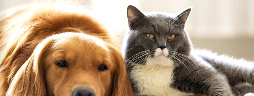 Обработка животных от паразитов: как, чем и зачем