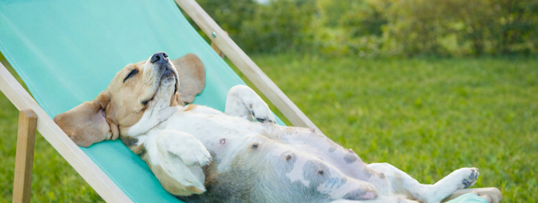 Чем обработать от блох беременную собаку: забота о будущей маме