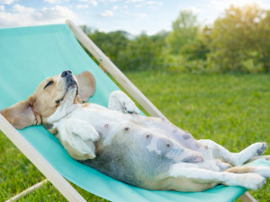 Чем обработать от блох беременную собаку: забота о будущей маме