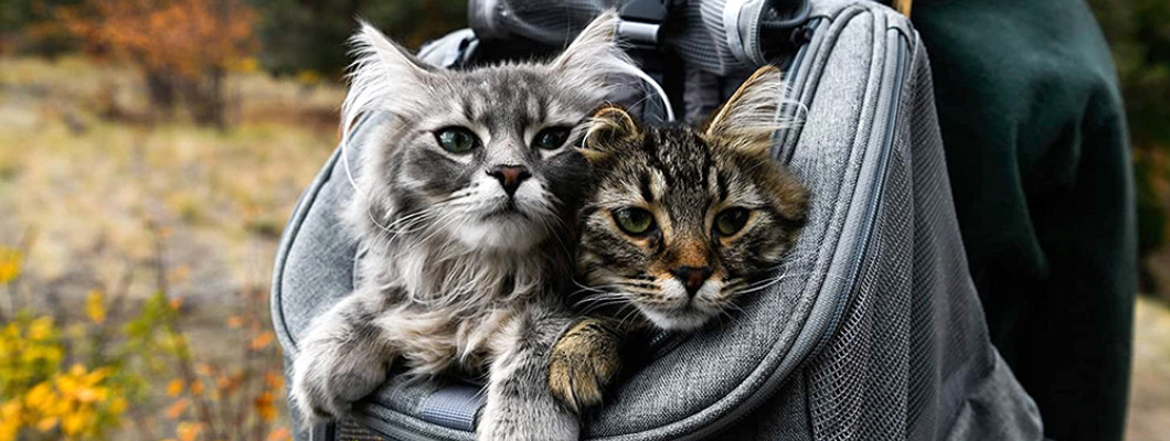5 простих кроків, які допоможуть Вам вибрати та купити ідеальну переноску для кота