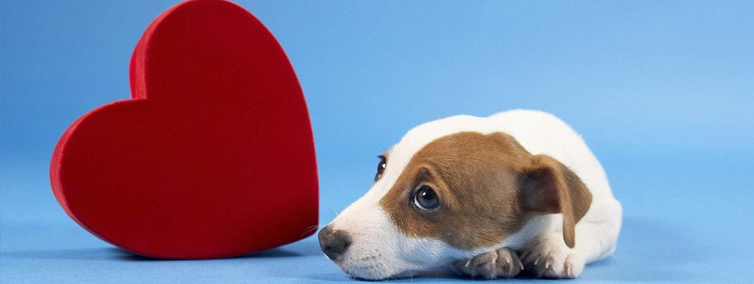 Сердечная недостаточность у собак - лечение, симптомы и поддержка