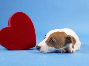 Сердечная недостаточность у собак - лечение, симптомы и поддержка