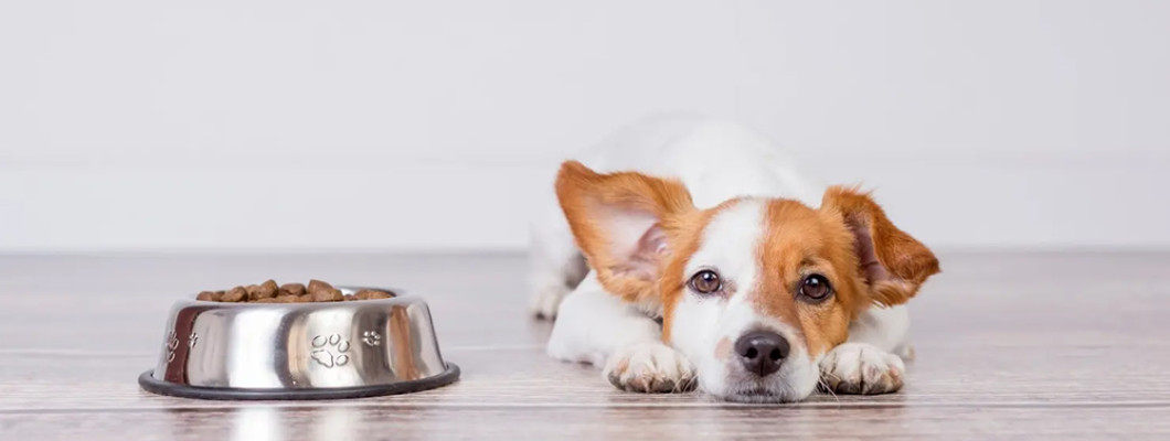 Собака отказывается есть - что делать заботливому хозяину