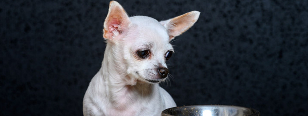 Собаку рвет после еды: как понять причину и помочь питомцу