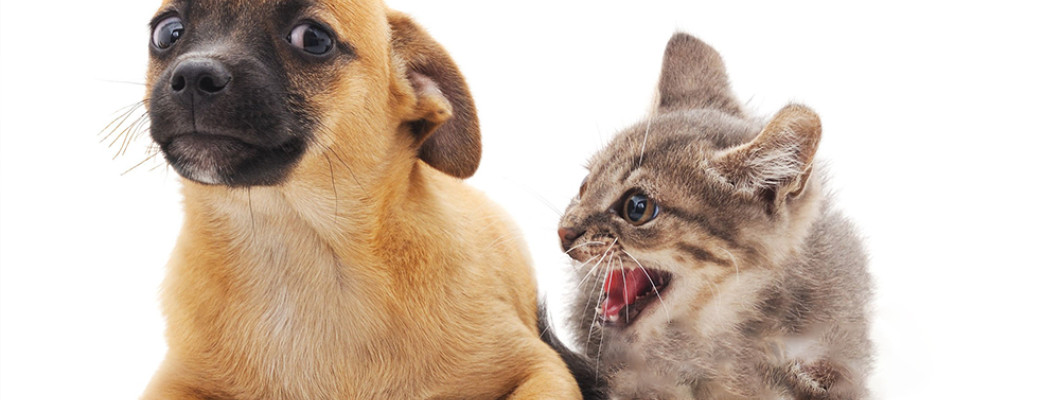 Питомец в стрессе: что делать?