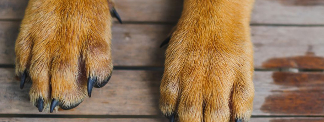 Как защитить лапы собаки летом: раскаленный асфальт, трещины на подушечках, сухость и другие проблемы