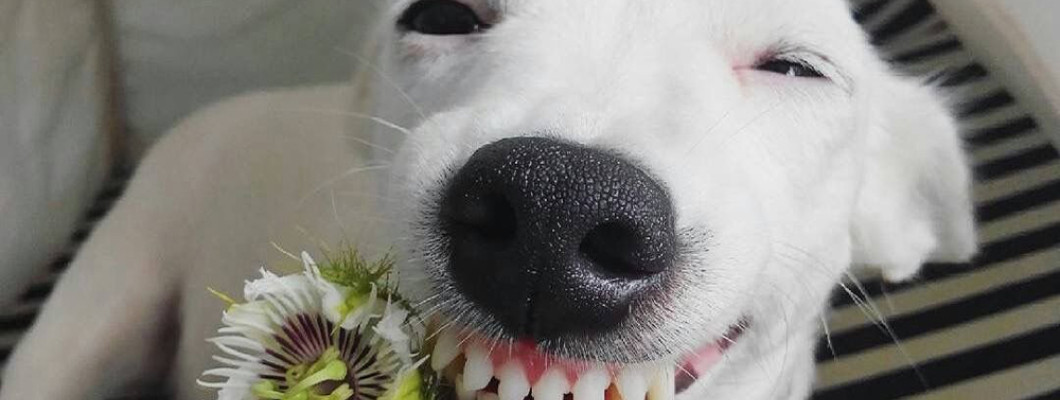 Как ухаживать за зубами собаки и нужно ли это делать?