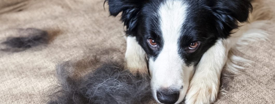 Выпадает шерсть у собаки - причины проблемы и пути ее решения