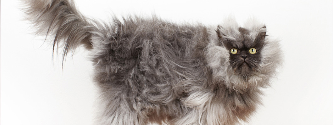 Комок шерсти у кошек в желудке: естественный процесс и его нарушения