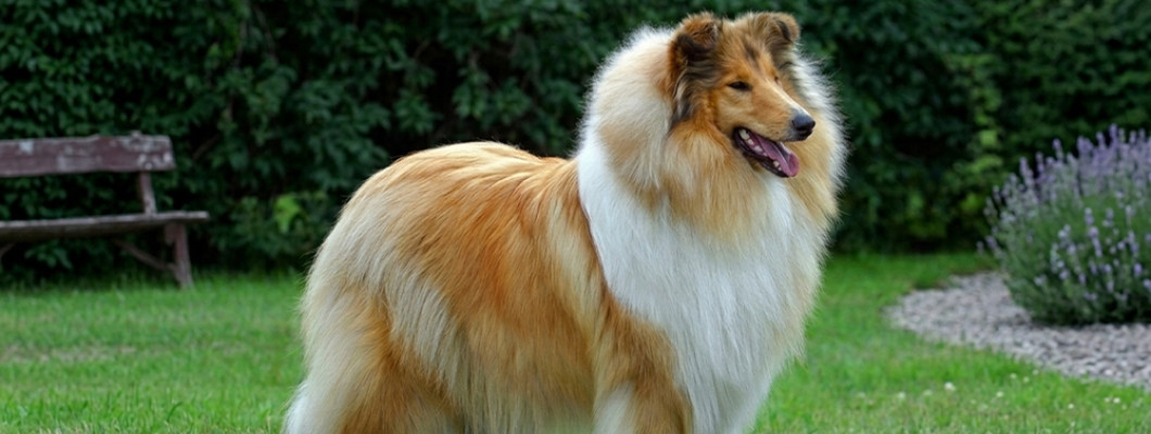 Шотландская овчарка (колли): как правильно ухаживать за длинношерстной собакой