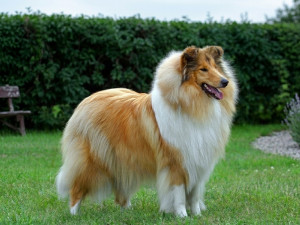 Шотландская овчарка (колли): как правильно ухаживать за длинношерстной собакой