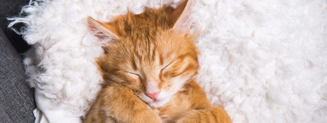 Как выбрать лежанку для кота: наука комфорта и немного кошачьей психологии