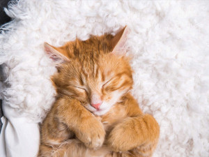 Как выбрать лежанку для кота: наука комфорта и немного кошачьей психологии