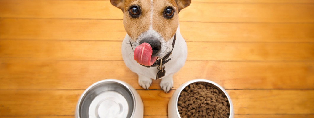 Как перевести собаку на другой сухой корм - и сделать это правильно