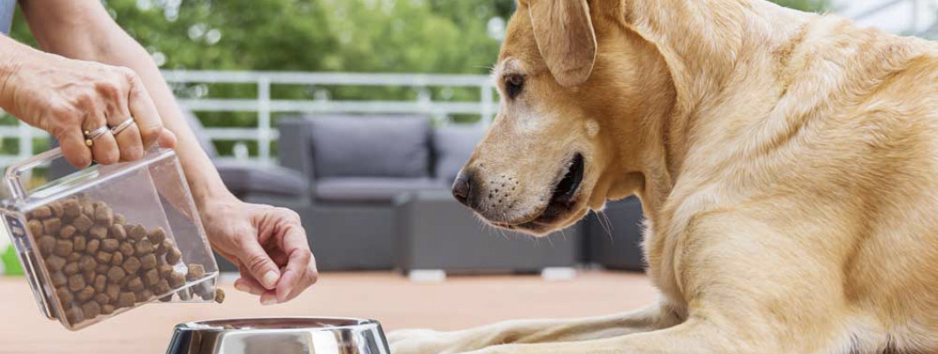 Как перевести собаку на сухой корм: забота, любовь и терпение