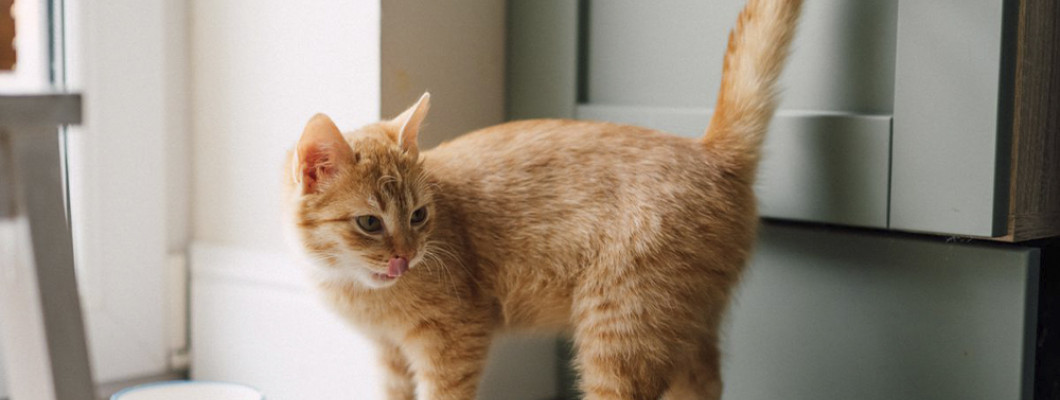 Как избавиться от запаха кошачьей мочи: советы, которые действительно работают