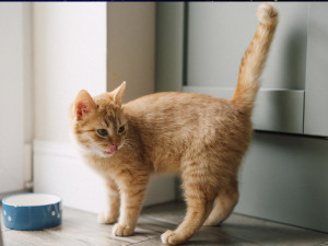 Как избавиться от запаха кошачьей мочи: советы, которые действительно работают